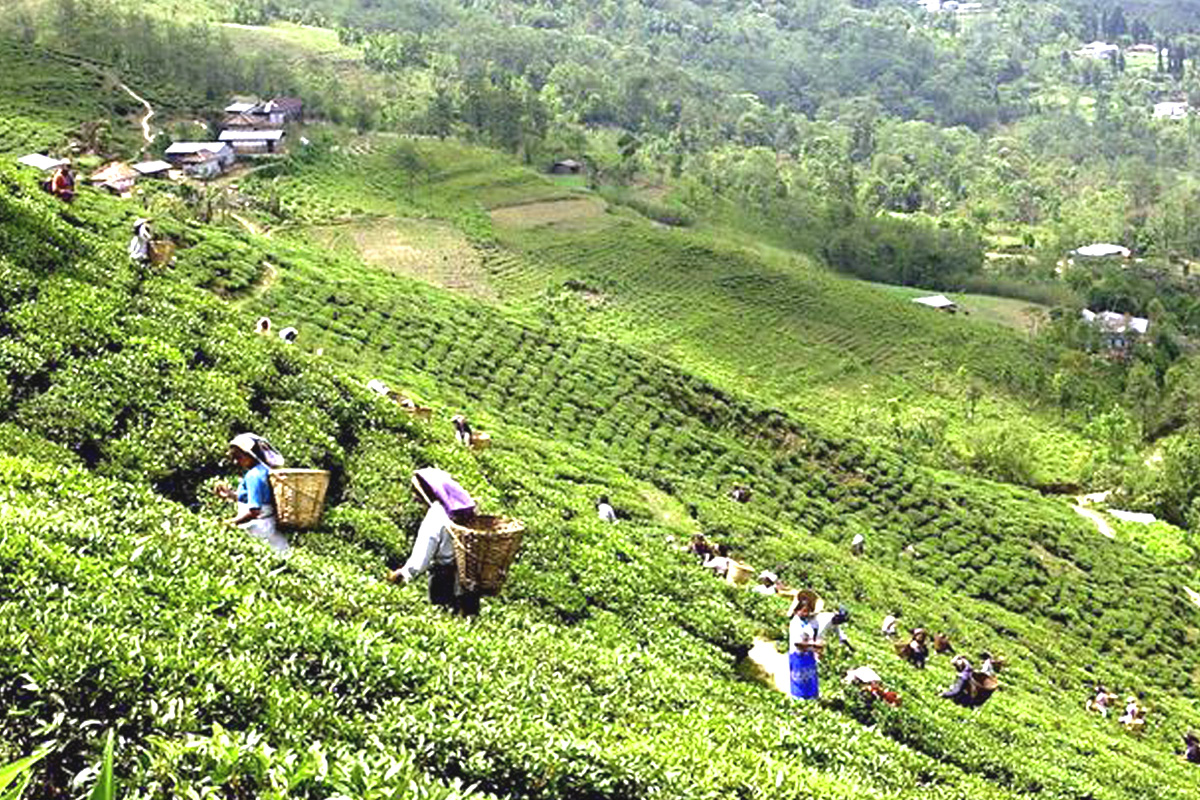 निर्माण गर्ने घोषणा भएको सात वर्षसम्म पनि बनेन चिया अक्सन सेन्टर